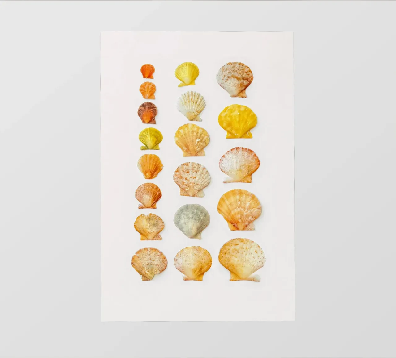 Zeeschelpen fotobehang van Curious Collections by Marielle Leenders