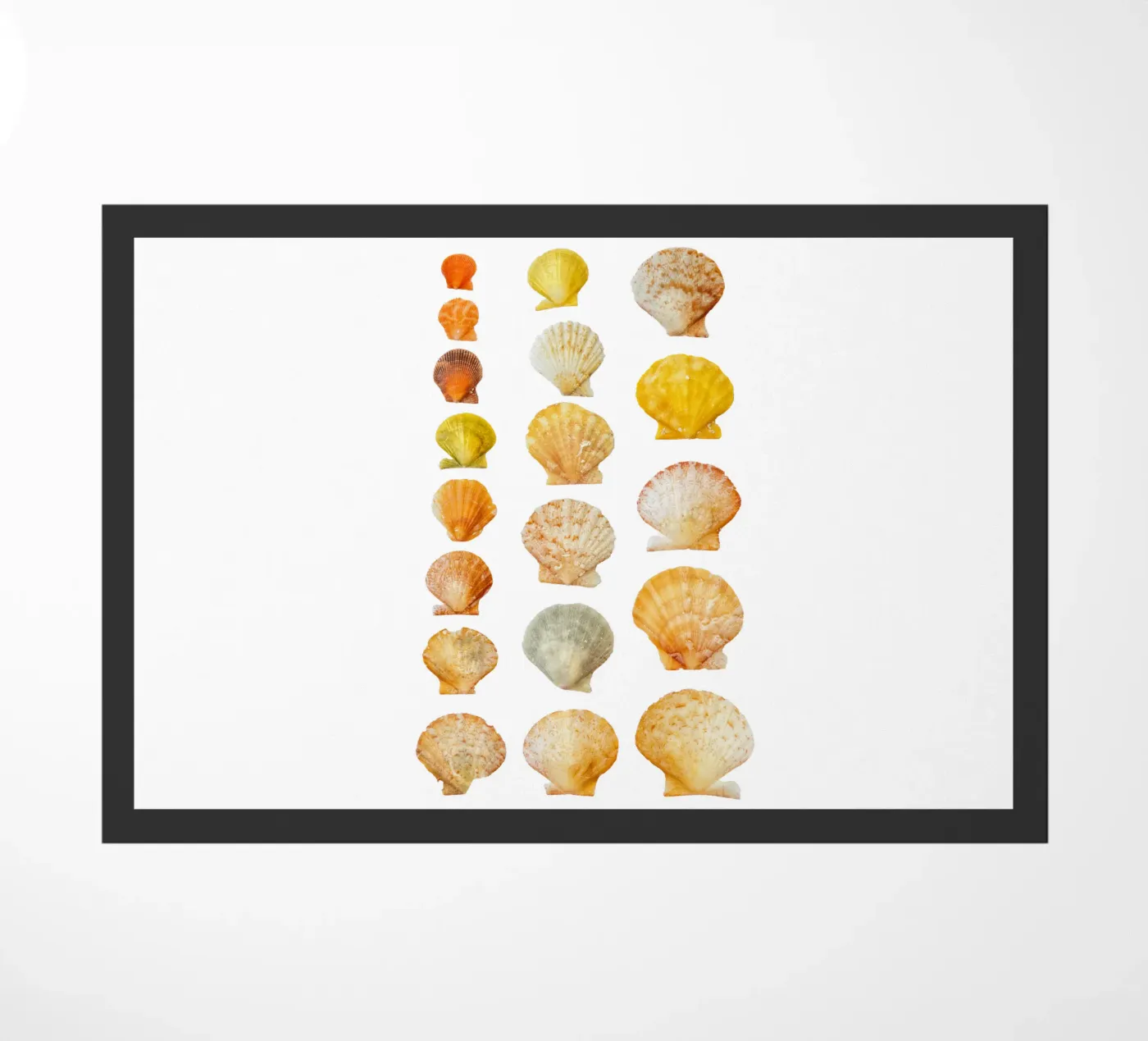 Seashells zerbino da Curious Collections by Marielle Leenders