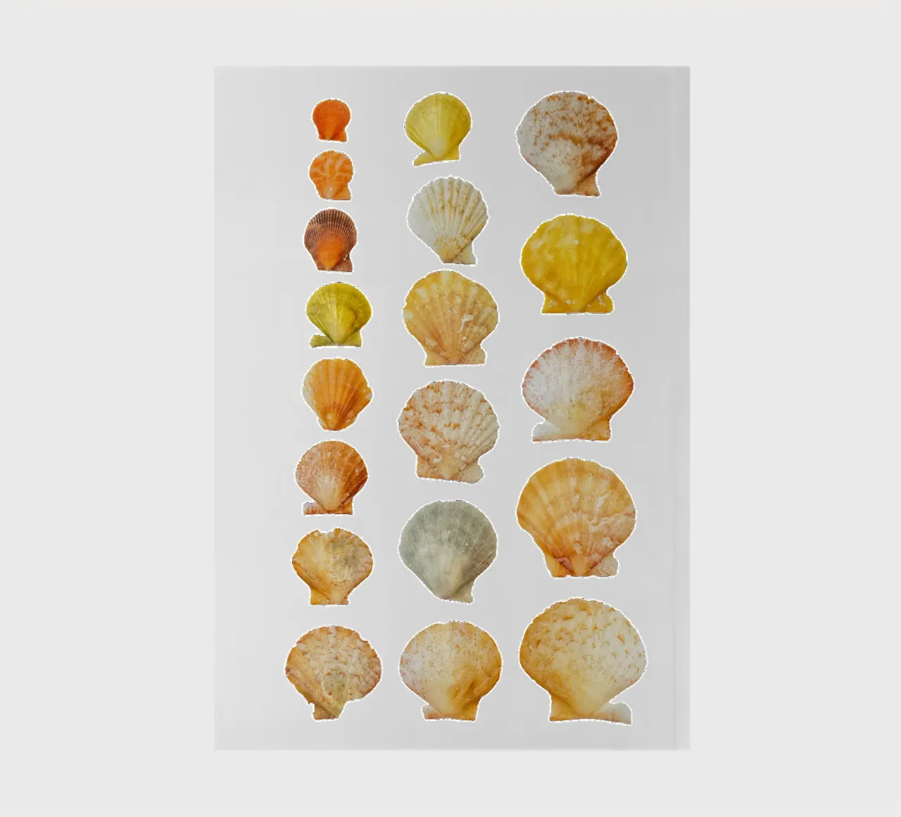 Seashells notebook by Curious Collections by Marielle Leenders