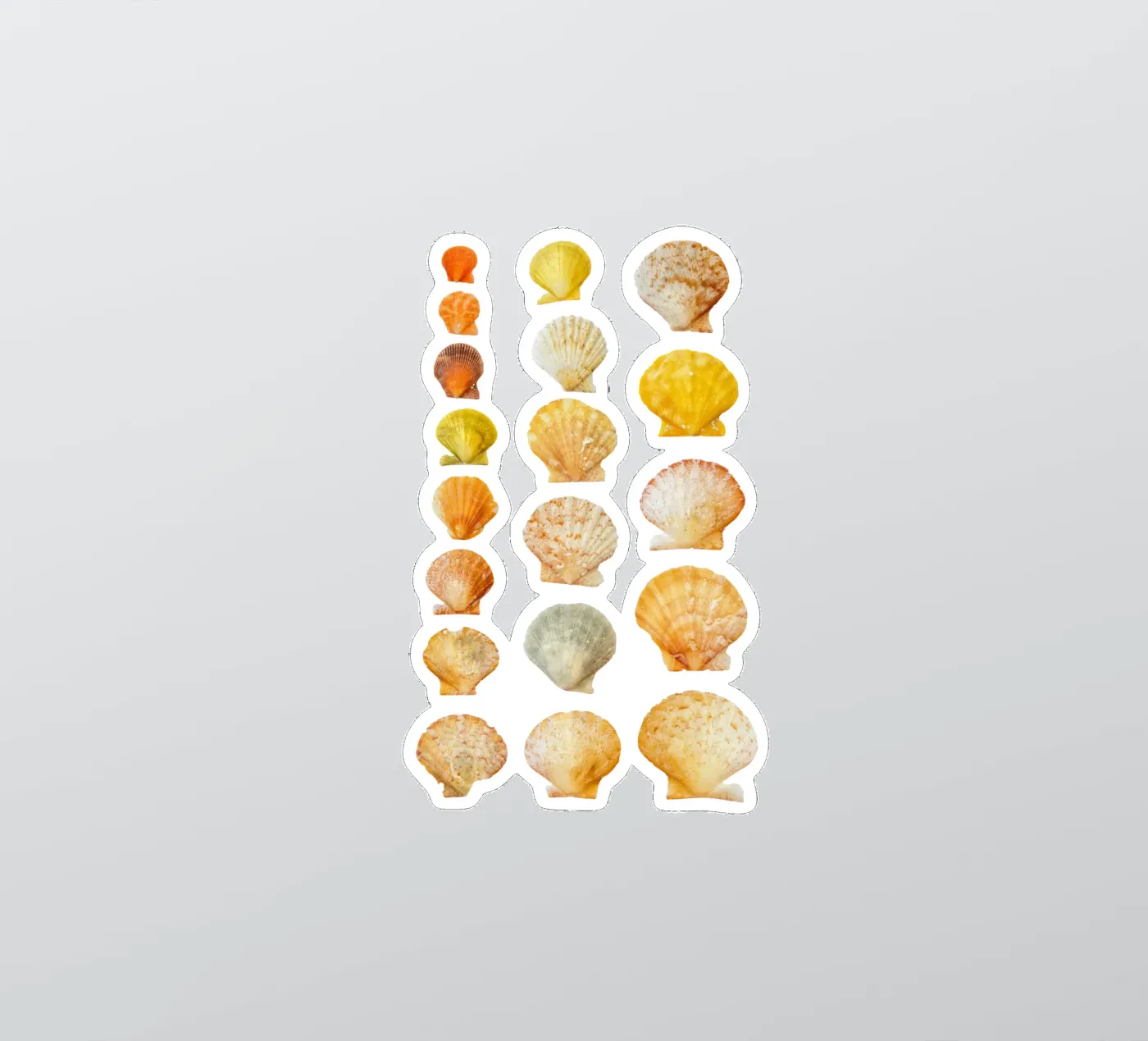 Conchiglie adesivo da Curious Collections by Marielle Leenders