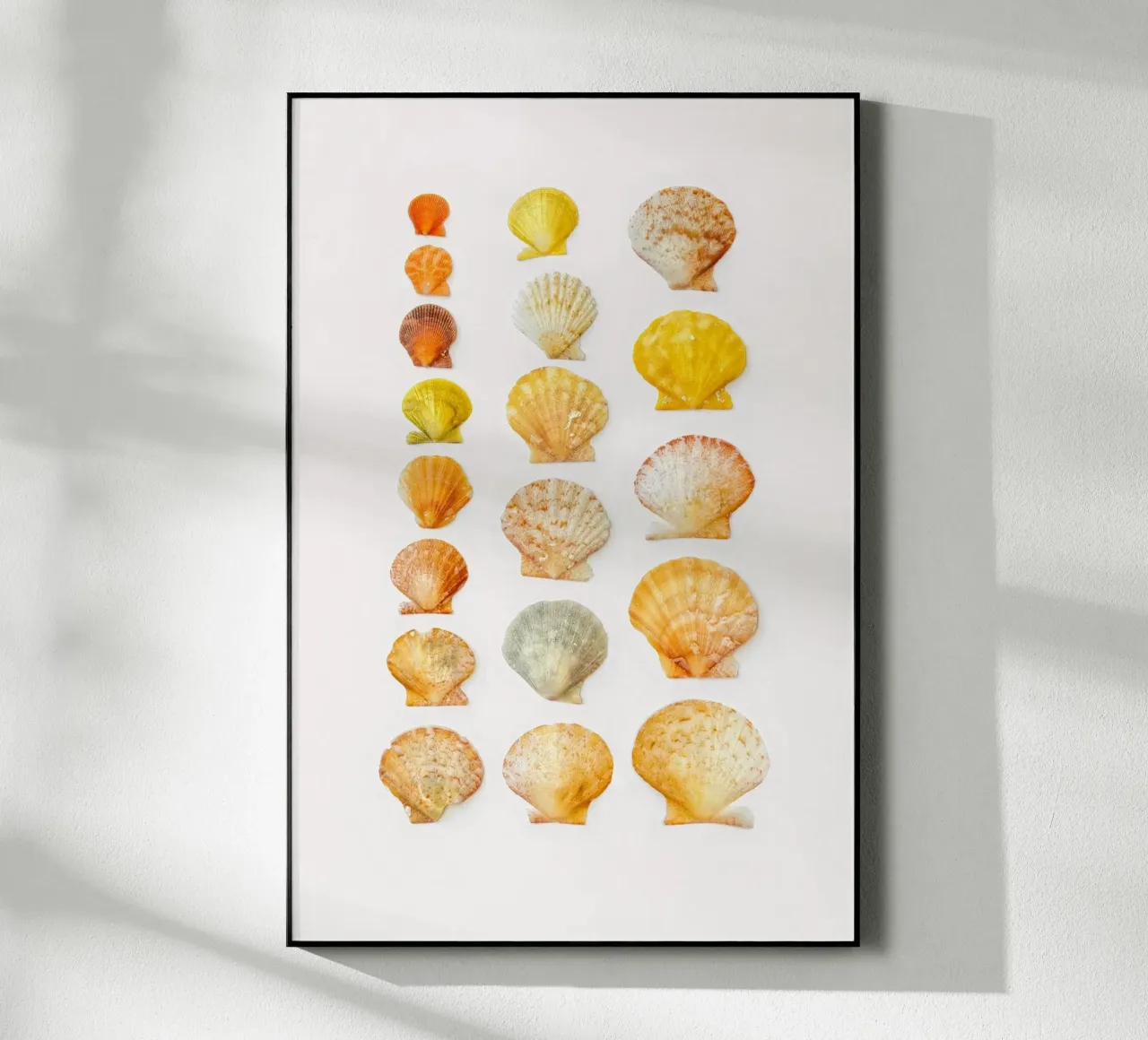 Conchiglie plexiglass da Curious Collections by Marielle Leenders