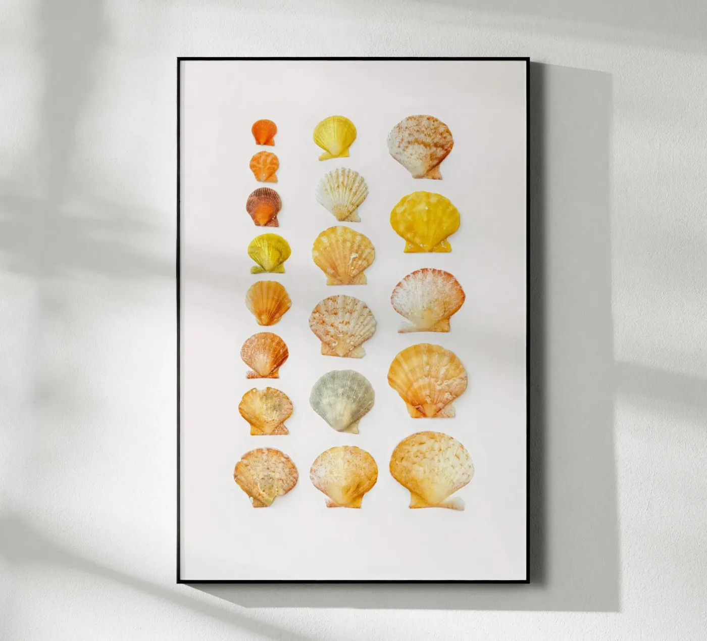 Seashells Acryl-Glas von Curious Collections by Marielle Leenders