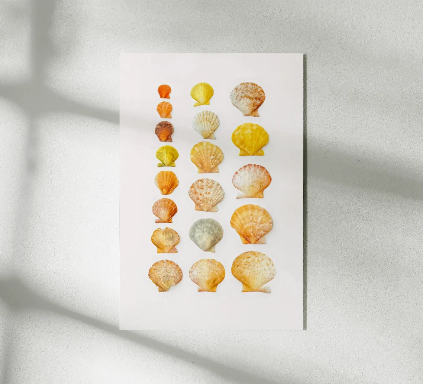 Seashells Acryl-Glas von Curious Collections by Marielle Leenders