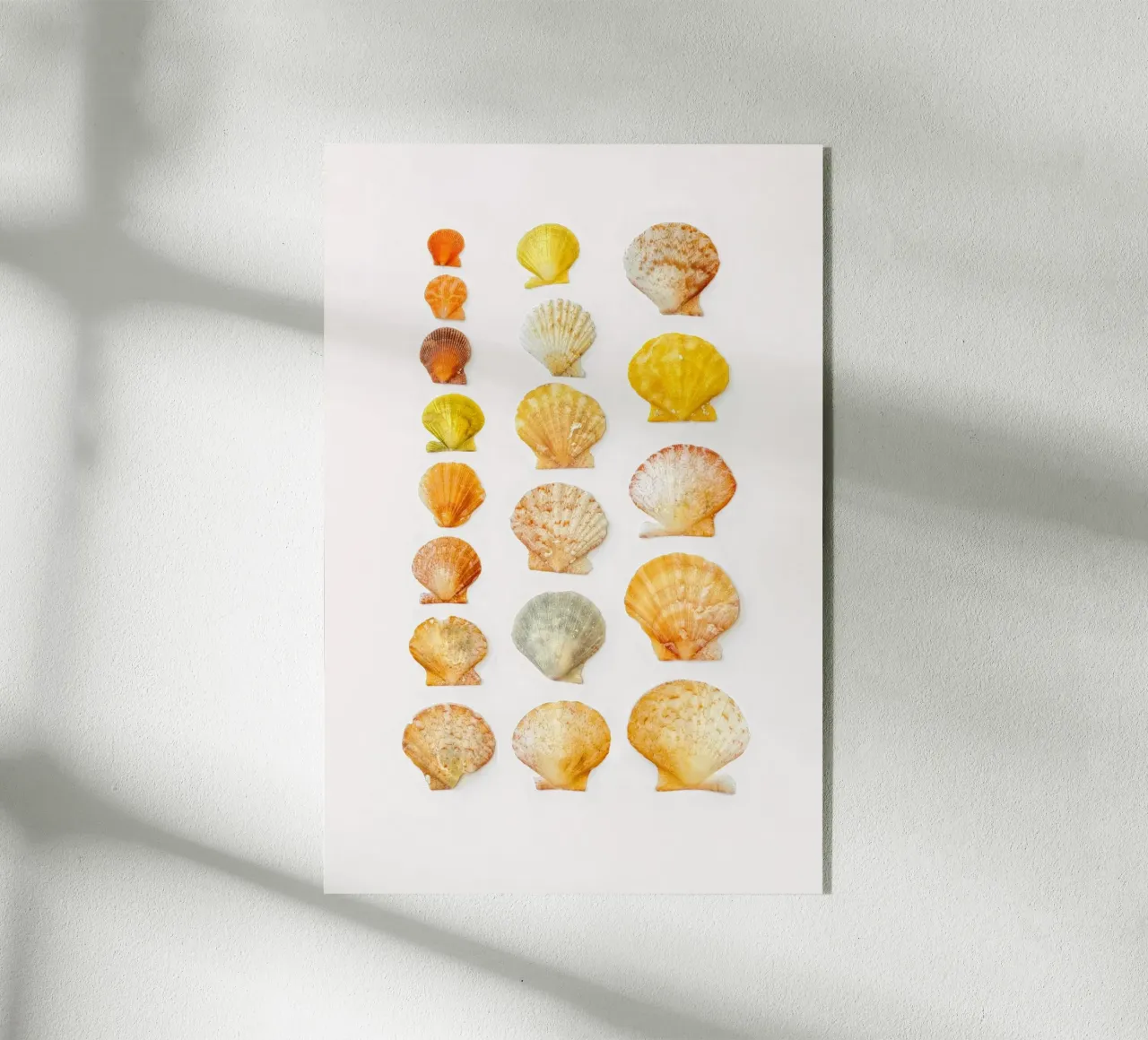 Conchiglie plexiglass da Curious Collections by Marielle Leenders