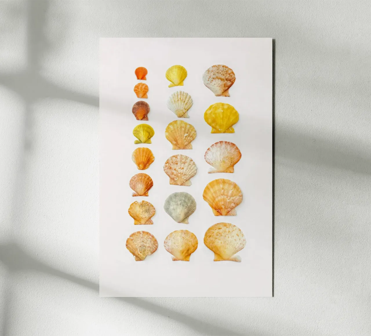 Seashells forex plate by Curious Collections by Marielle Leenders