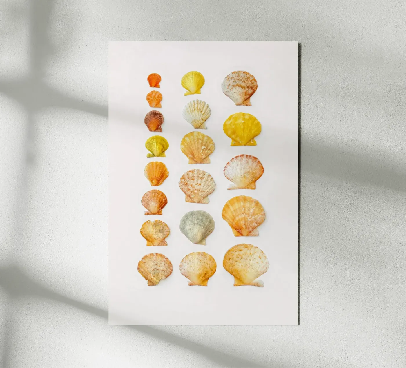 Conchiglie pannello forex da Curious Collections by Marielle Leenders