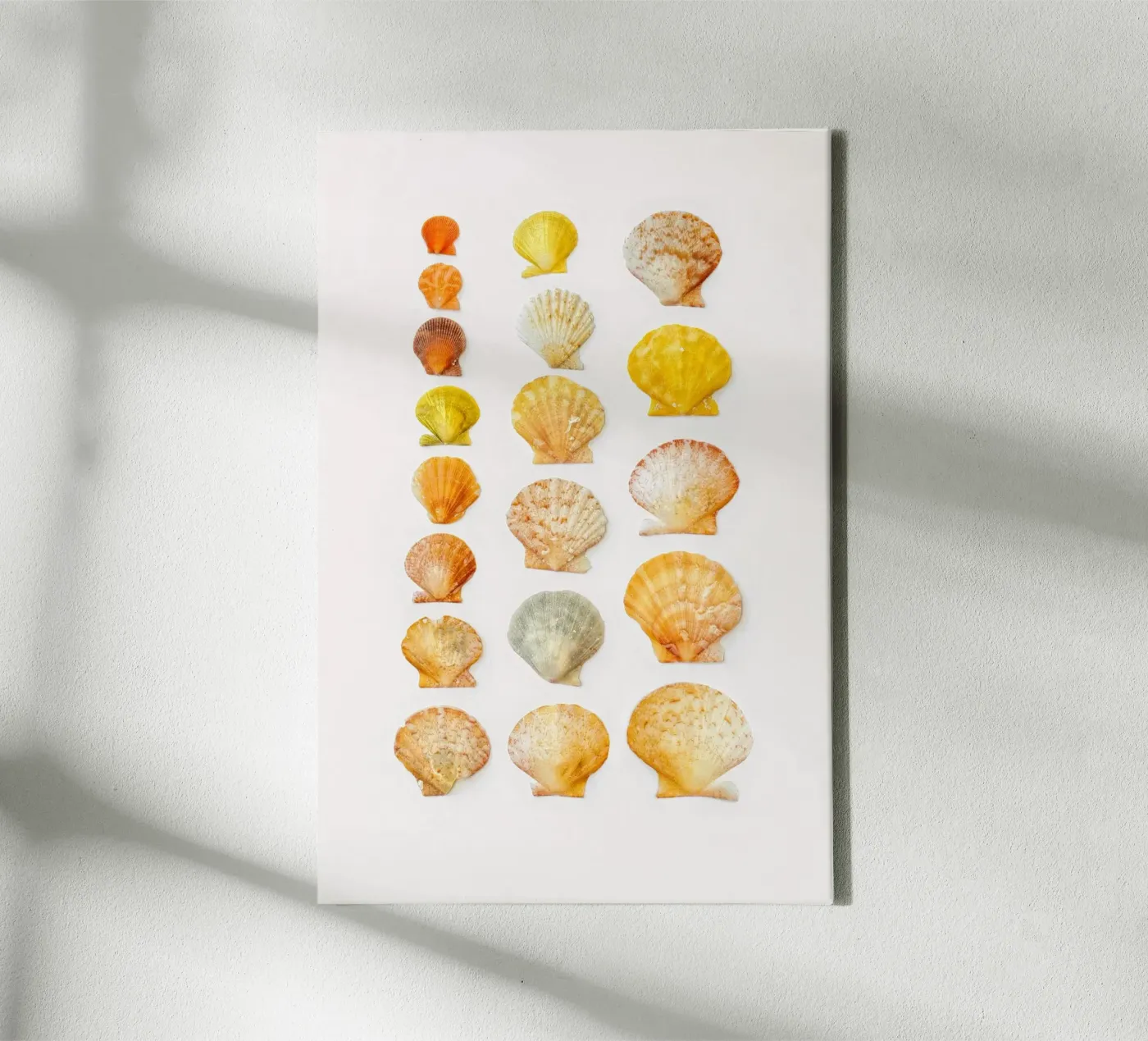 Seashells canvas van Curious Collections by Marielle Leenders