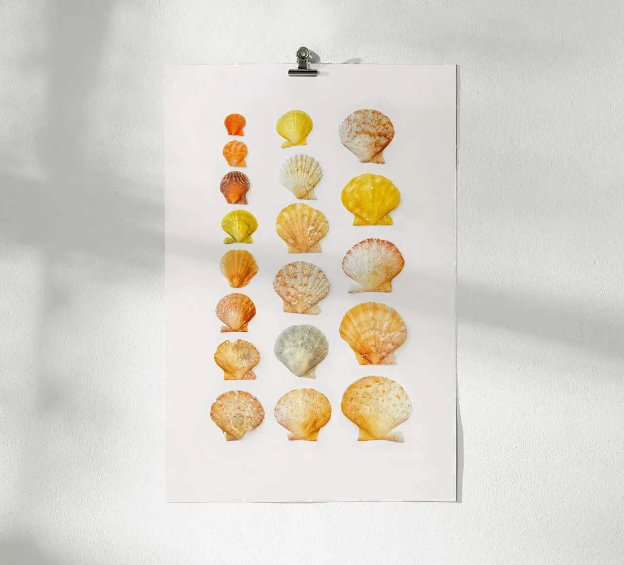 Seashells poster by Curious Collections by Marielle Leenders