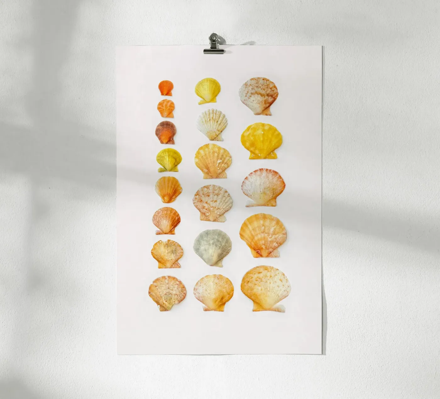 Seashells poster van Curious Collections by Marielle Leenders