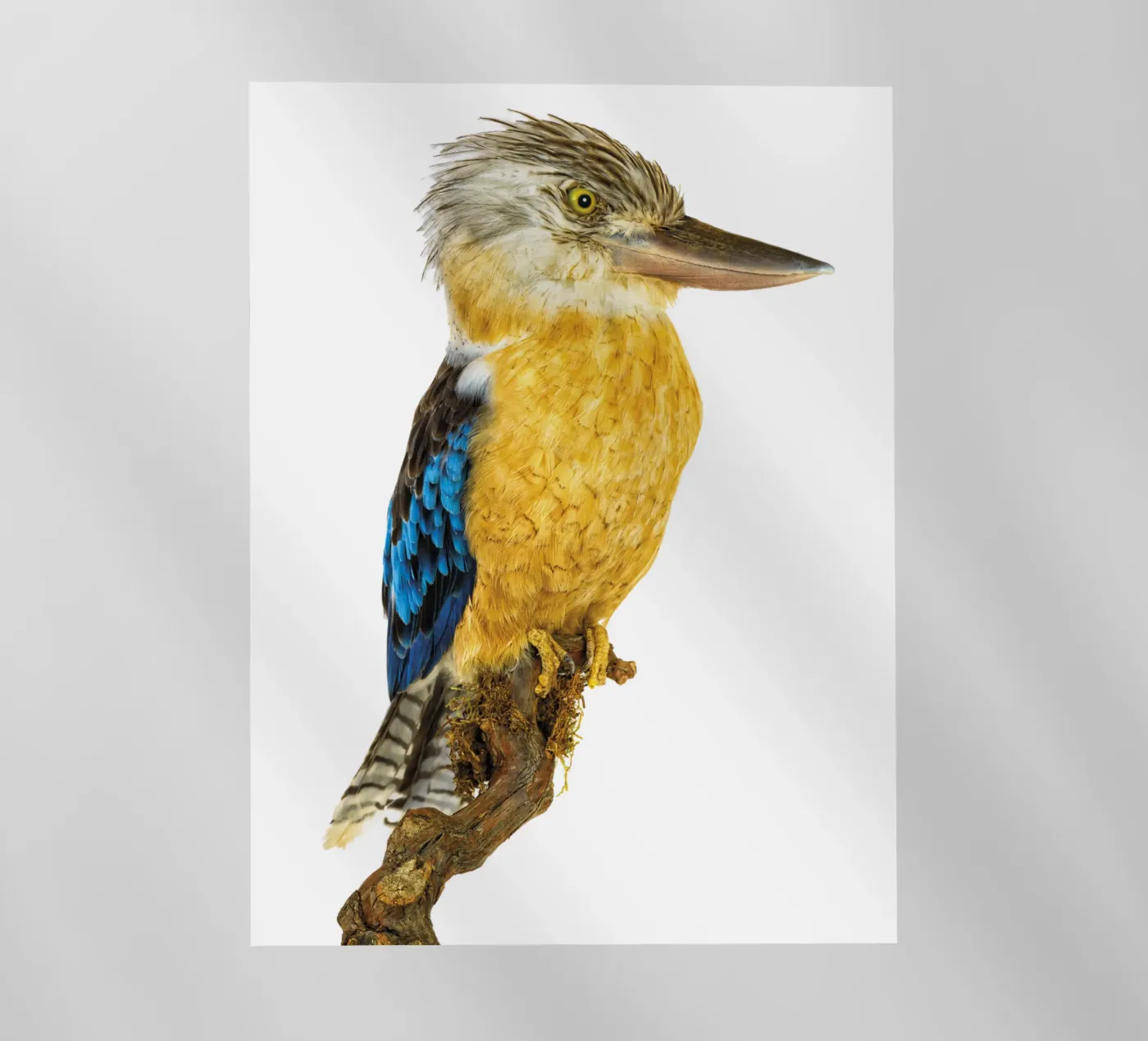 Kookaburra pellicola backlit da Curious Collections by Marielle Leenders