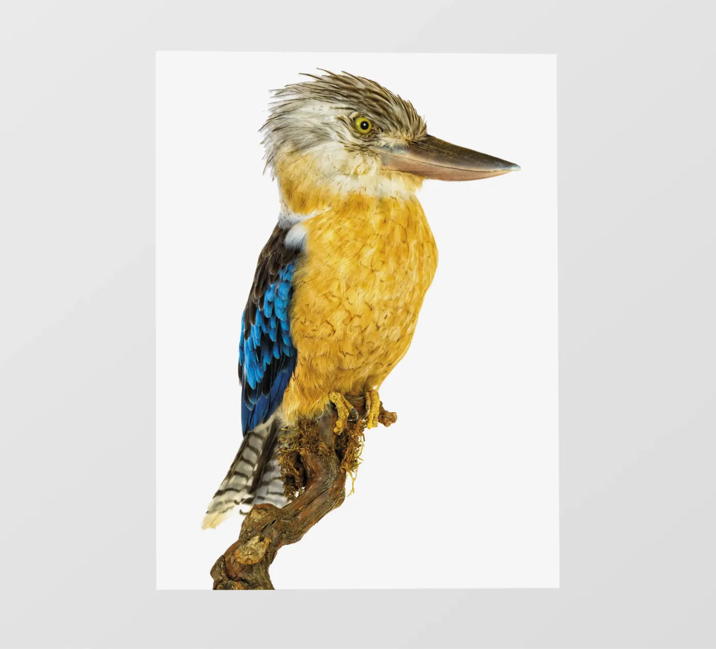 Kookaburra pellicola backlit da Curious Collections by Marielle Leenders