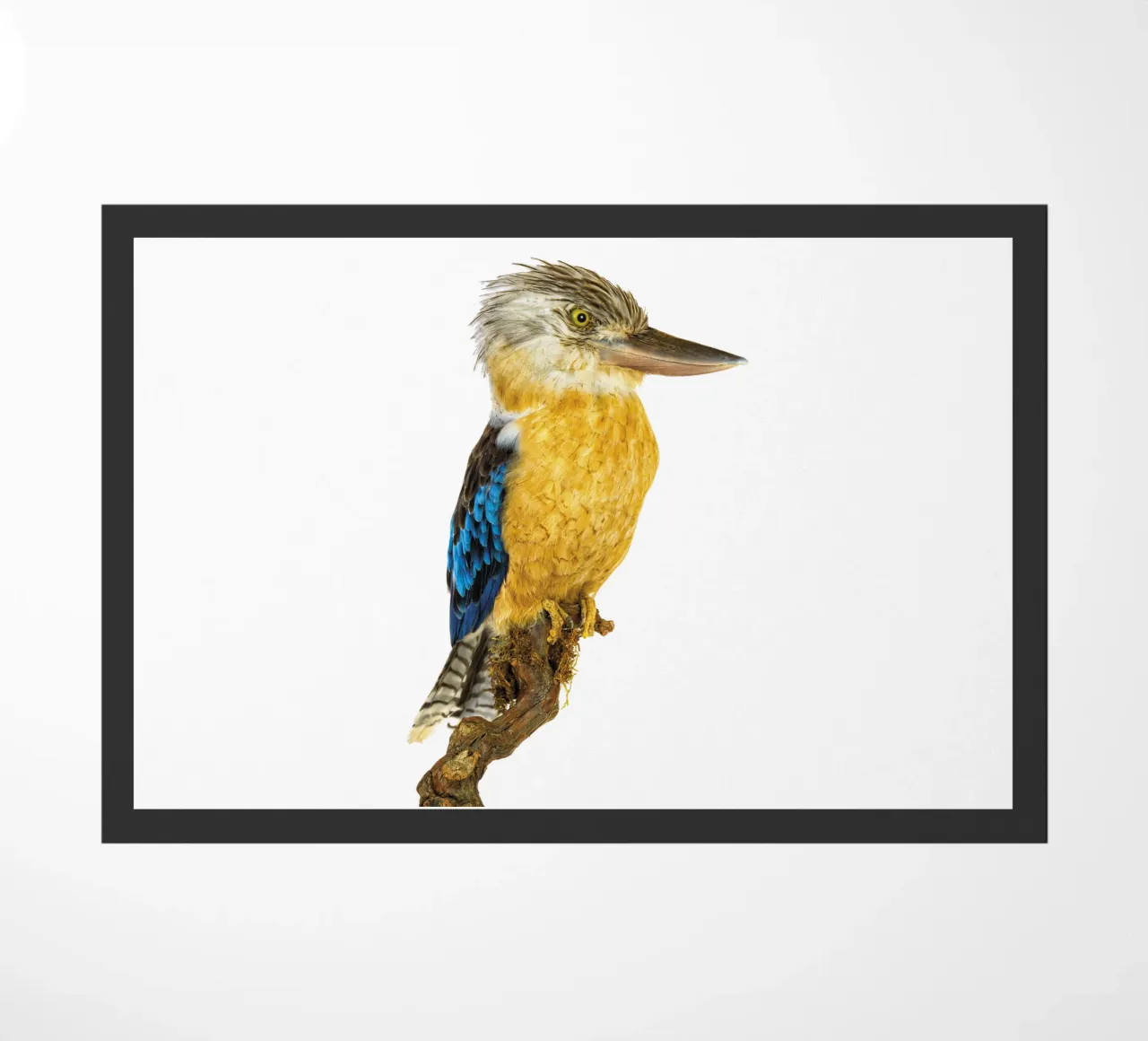 Kookaburra zerbino da Curious Collections by Marielle Leenders