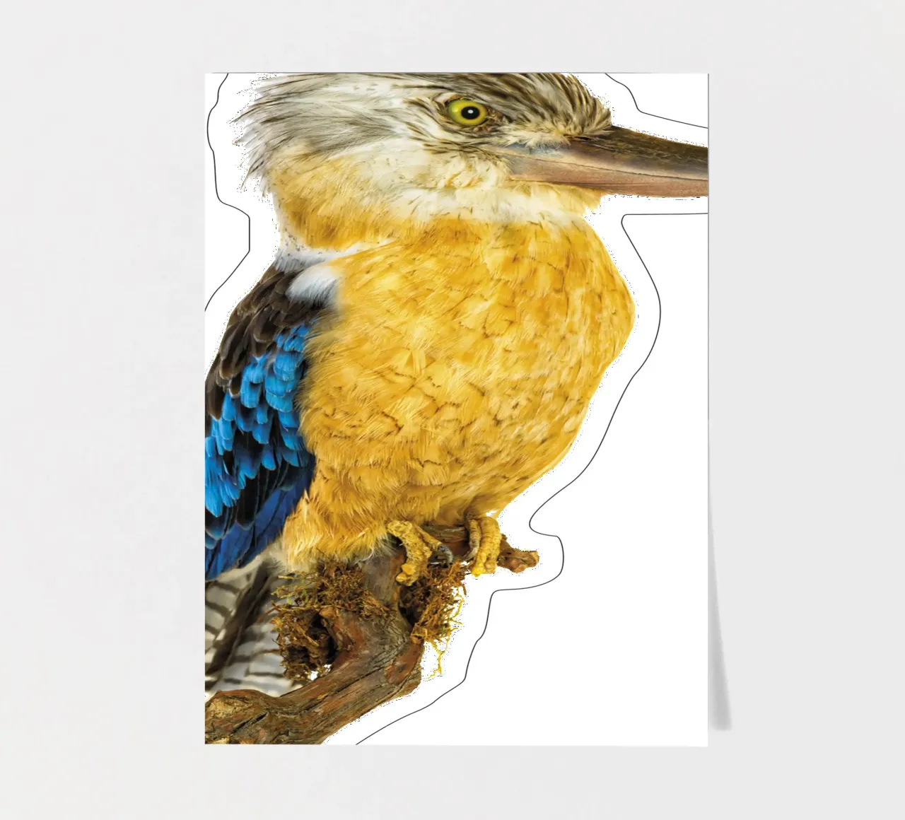 Kookaburra sticker sheet by Curious Collections by Marielle Leenders