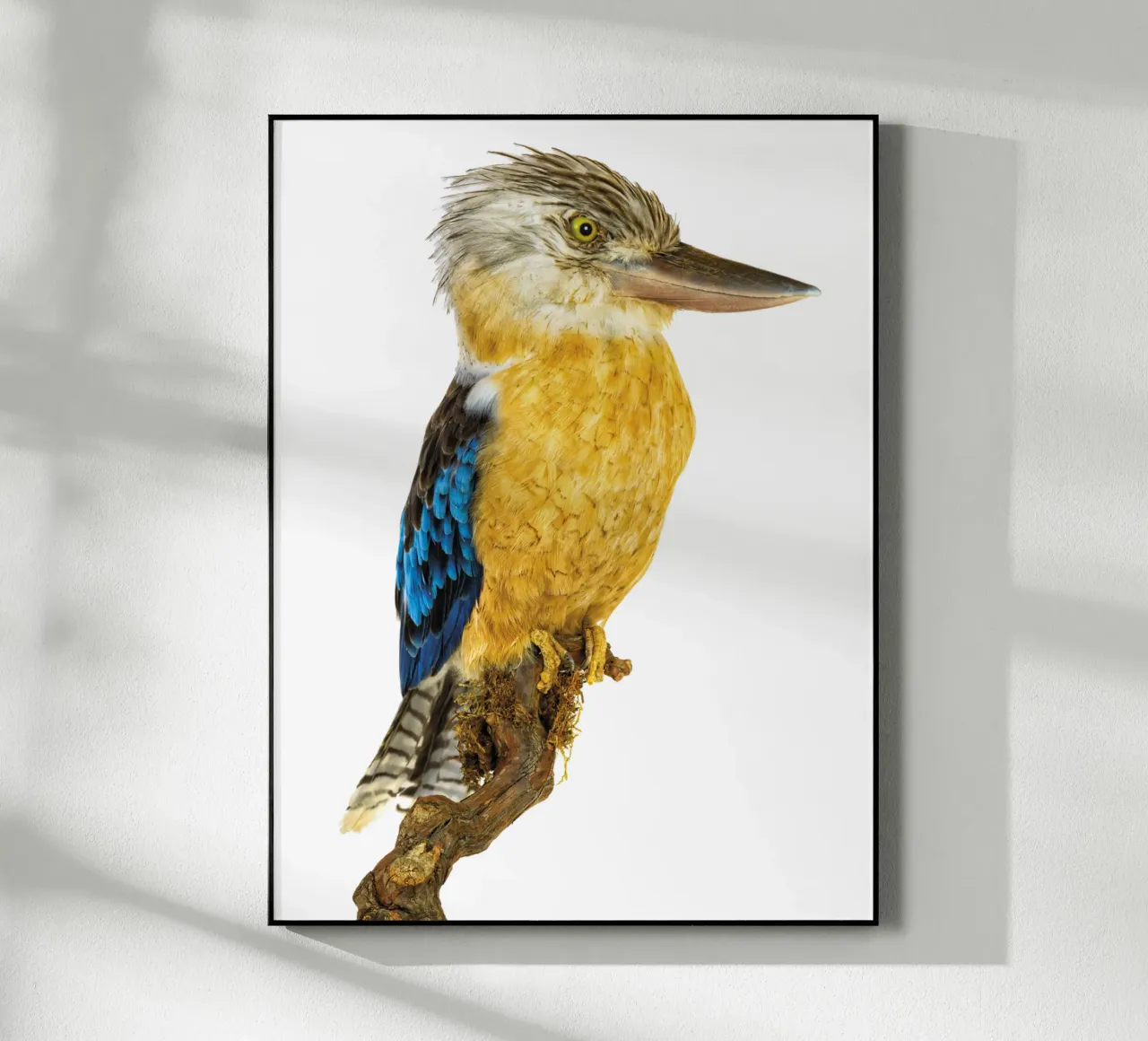 Kookaburra plexiglass da Curious Collections by Marielle Leenders