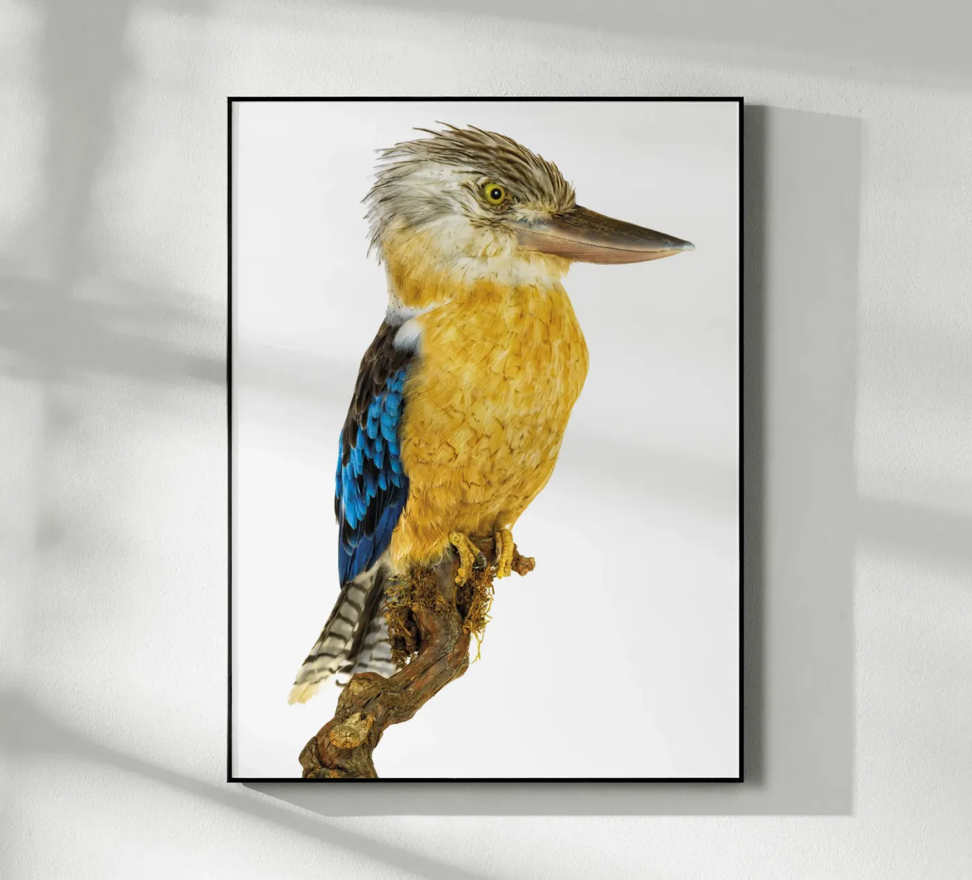 Kookaburra plexiglass da Curious Collections by Marielle Leenders