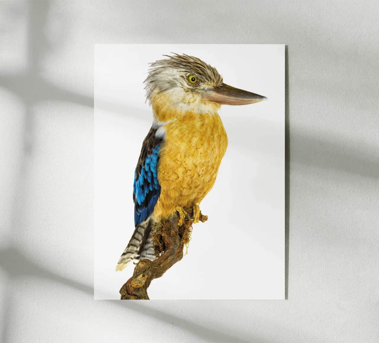 Kookaburra plexiglass da Curious Collections by Marielle Leenders