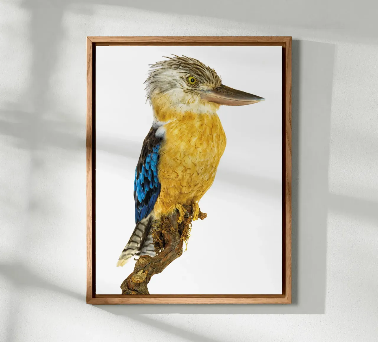 Kookaburra alluminio dibond da Curious Collections by Marielle Leenders