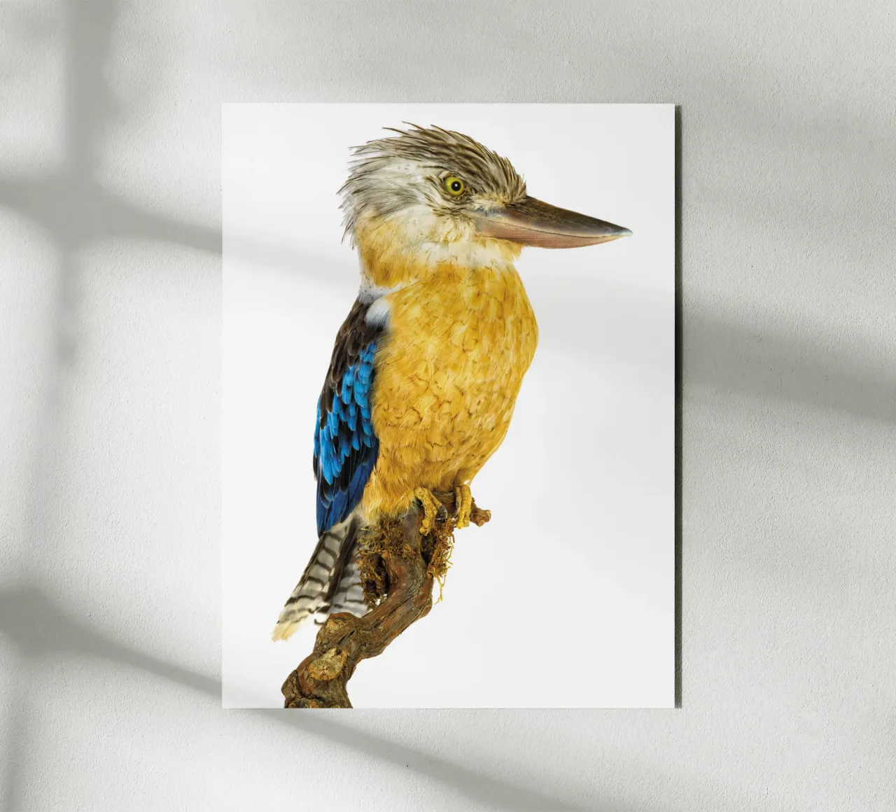 Kookaburra alluminio dibond da Curious Collections by Marielle Leenders
