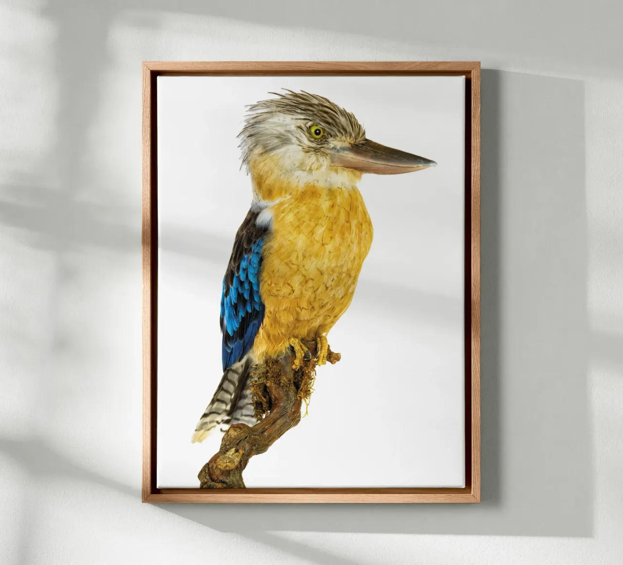 Kookaburra tela da Curious Collections by Marielle Leenders
