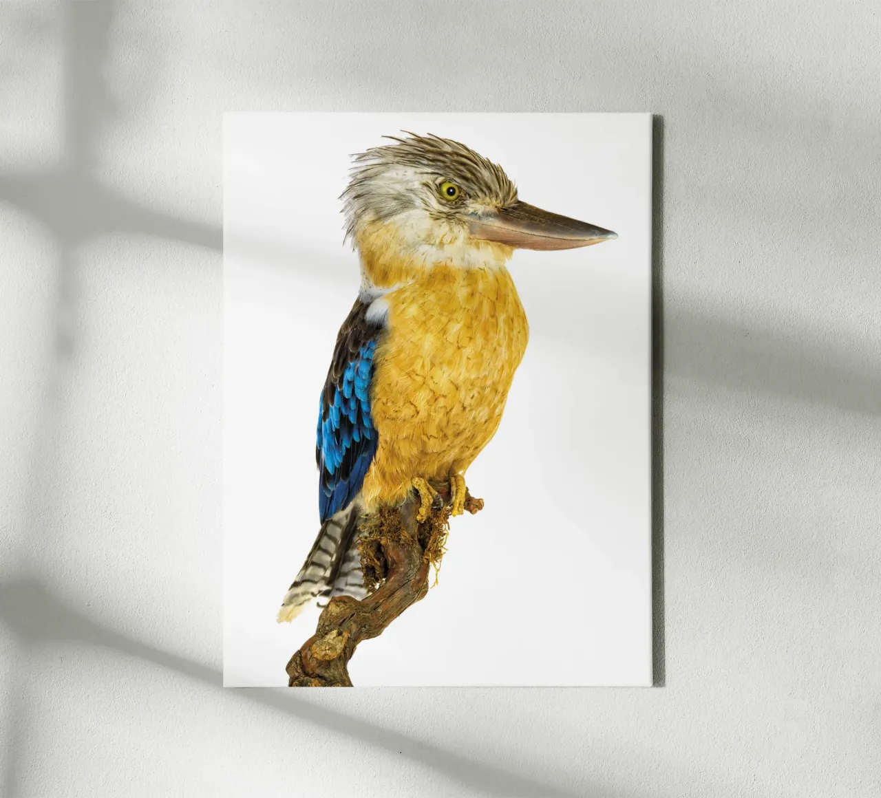 Kookaburra tela da Curious Collections by Marielle Leenders