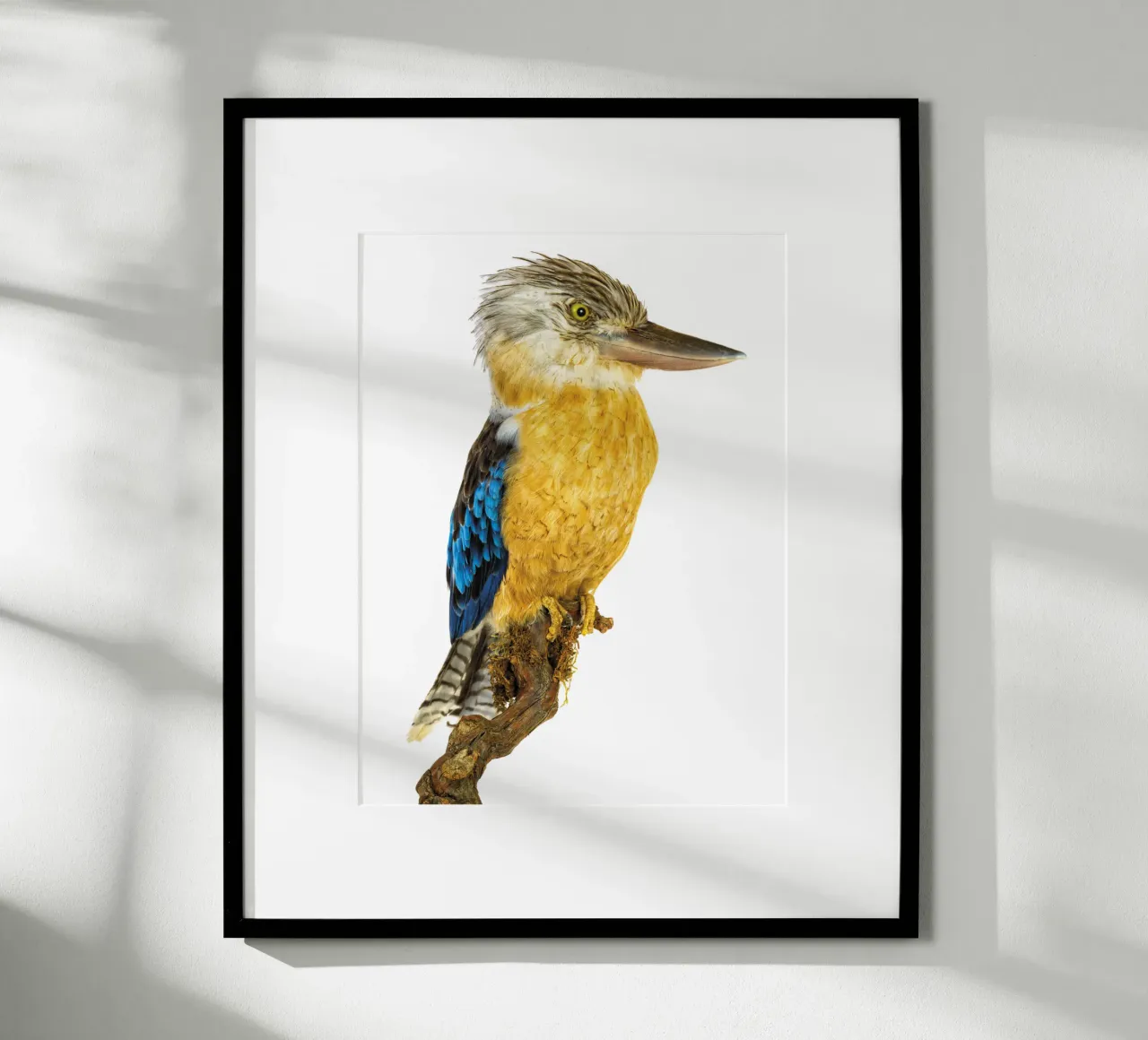 Kookaburra poster da Curious Collections by Marielle Leenders