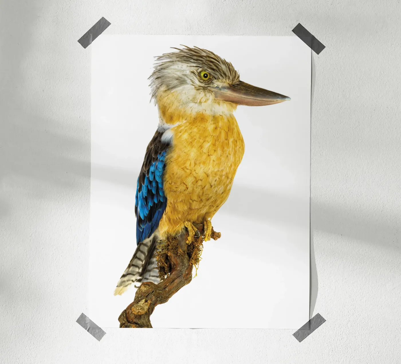 Kookaburra poster da Curious Collections by Marielle Leenders