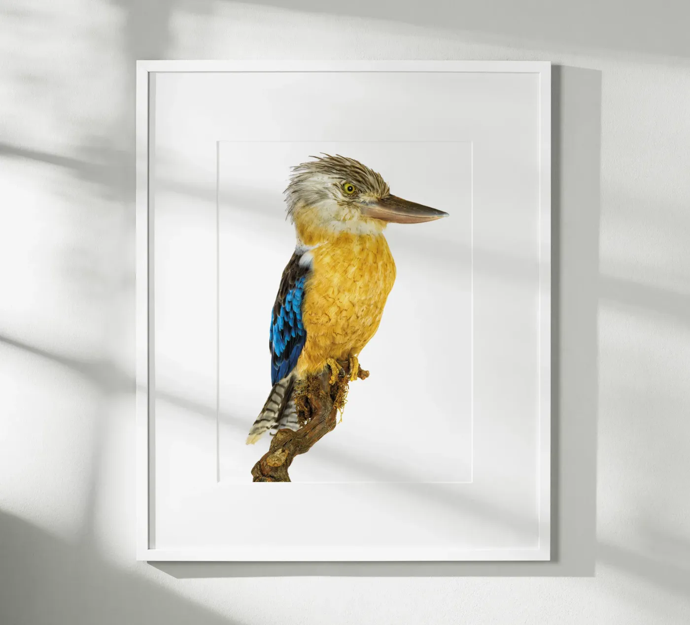 Kookaburra poster da Curious Collections by Marielle Leenders