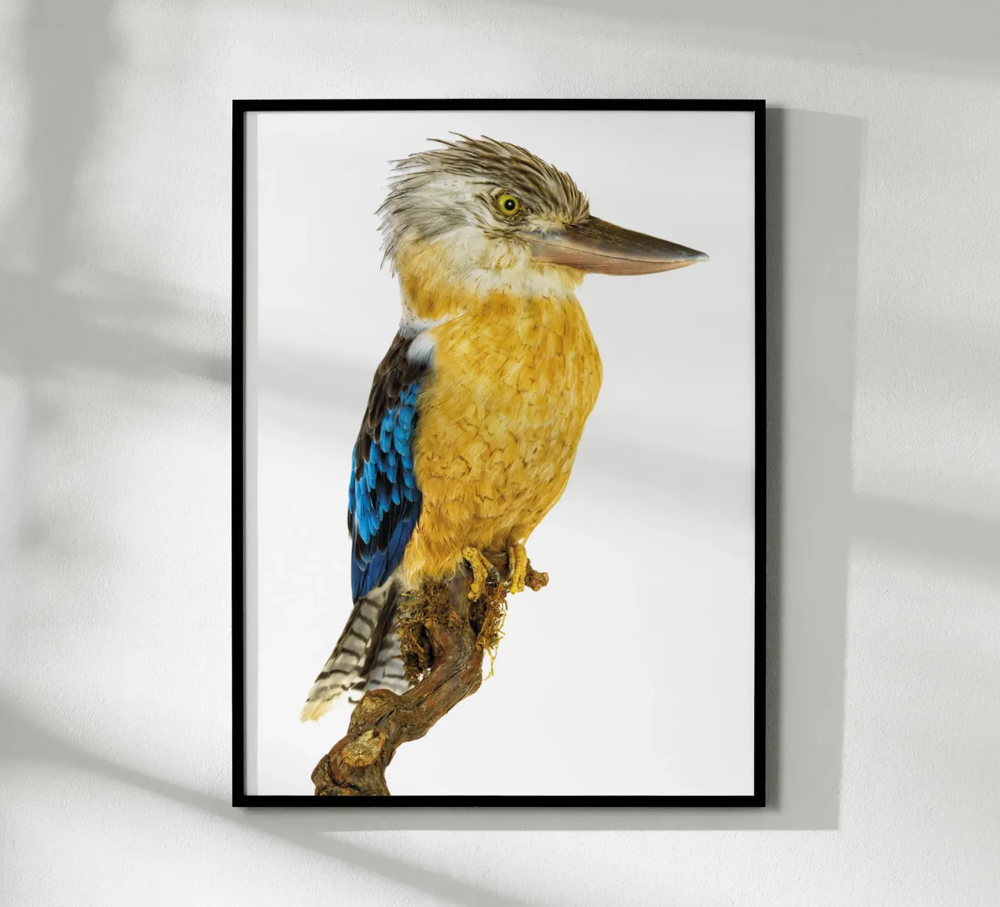 Kookaburra poster da Curious Collections by Marielle Leenders