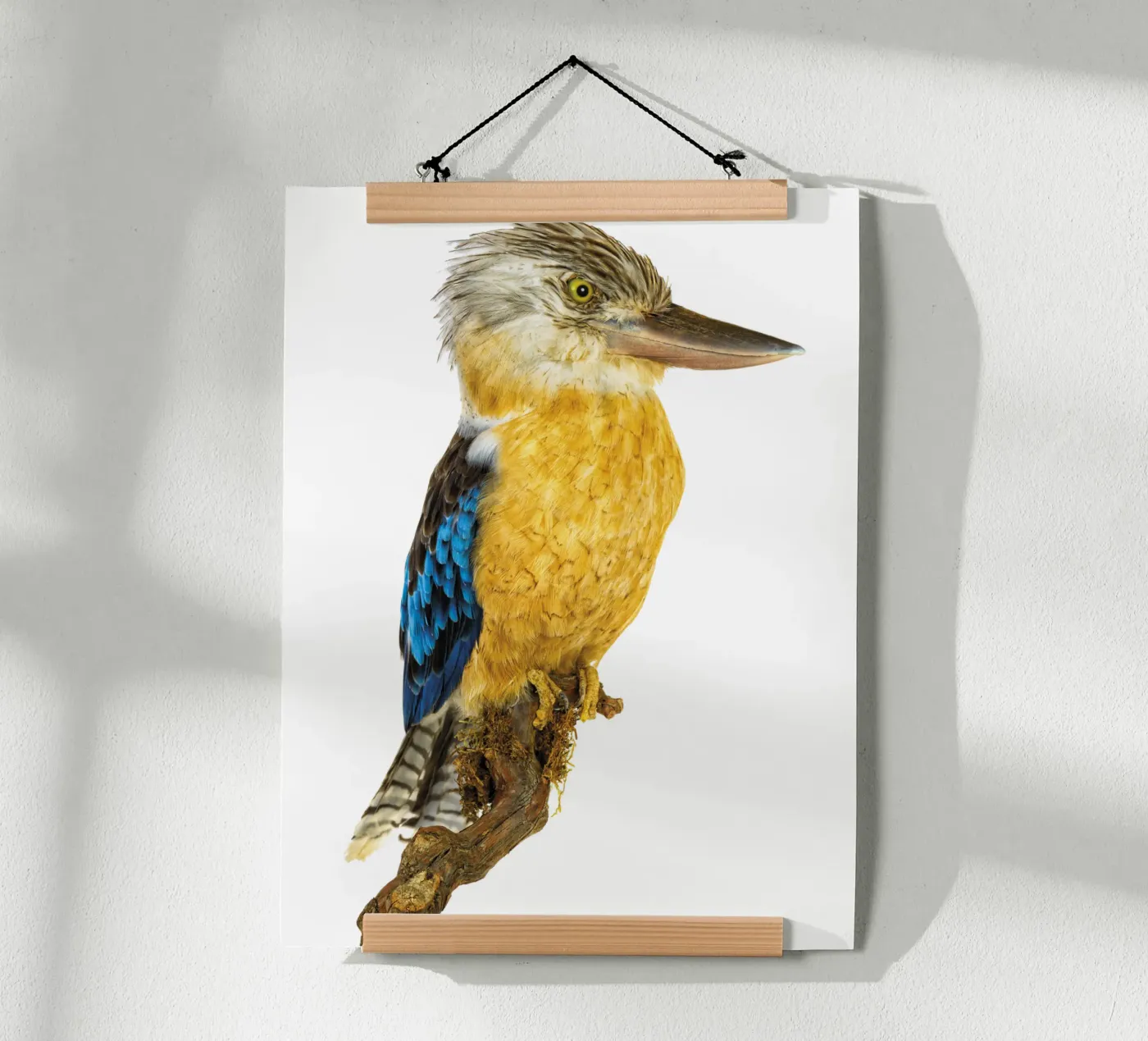 Kookaburra poster da Curious Collections by Marielle Leenders
