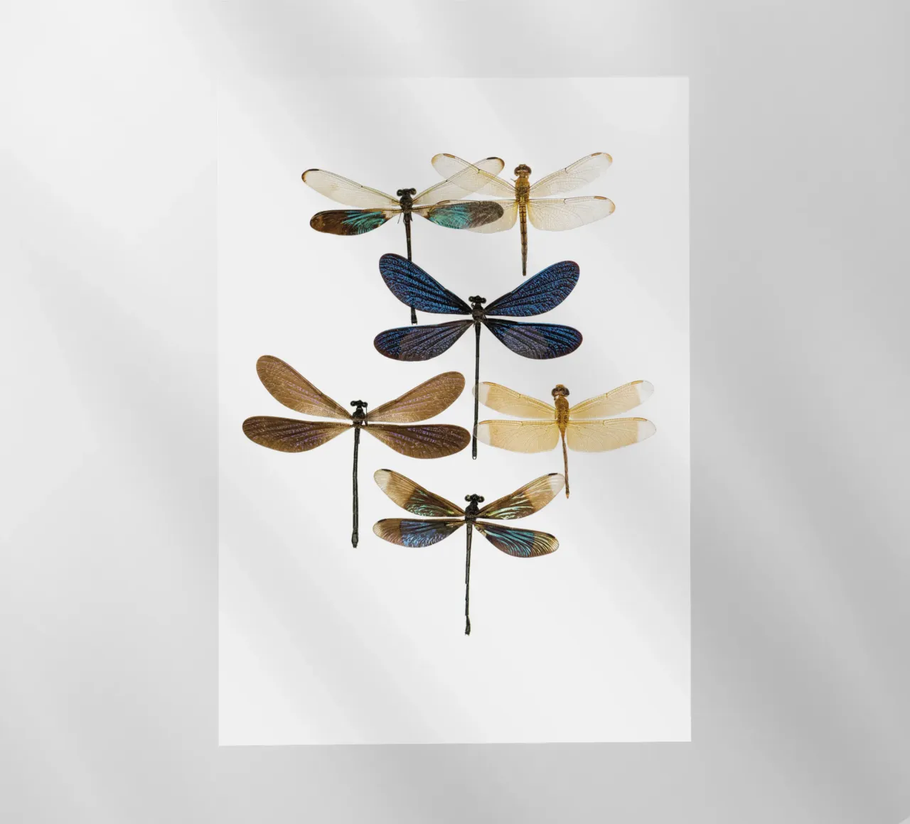 Libellule pellicola backlit da Curious Collections by Marielle Leenders