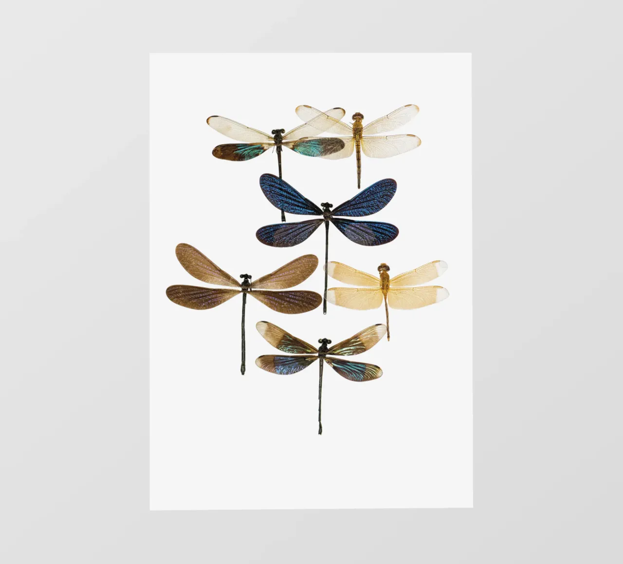 Libellen fotobehang van Curious Collections by Marielle Leenders