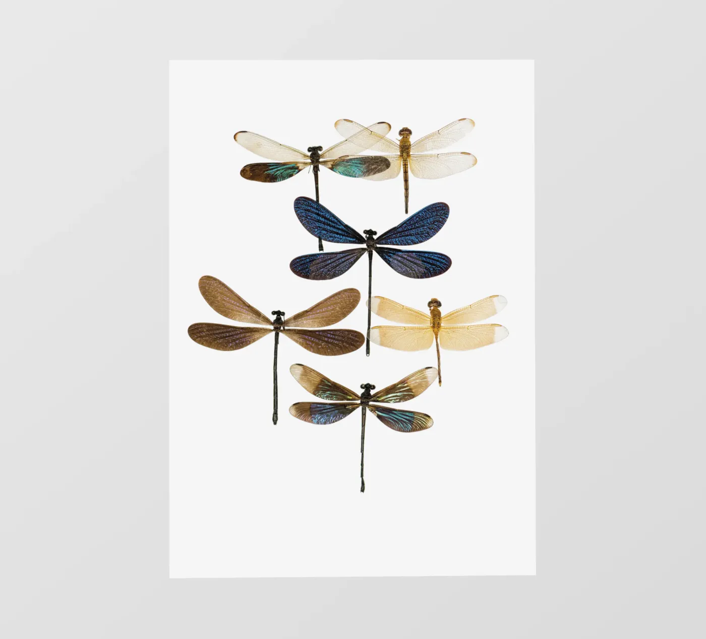 Libellule telo in pvc da Curious Collections by Marielle Leenders