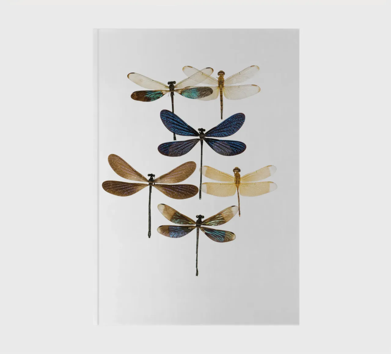 Dragonflies notebook by Curious Collections by Marielle Leenders