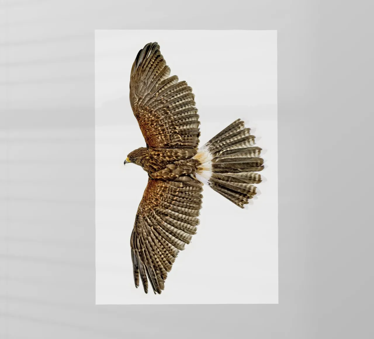 Soaring Eagle backlit film by Curious Collections by Marielle Leenders