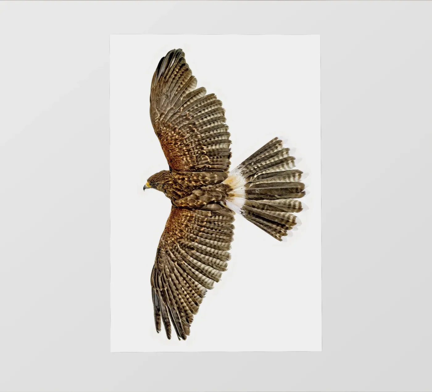 Seeadler PVC Plane von Curious Collections by Marielle Leenders