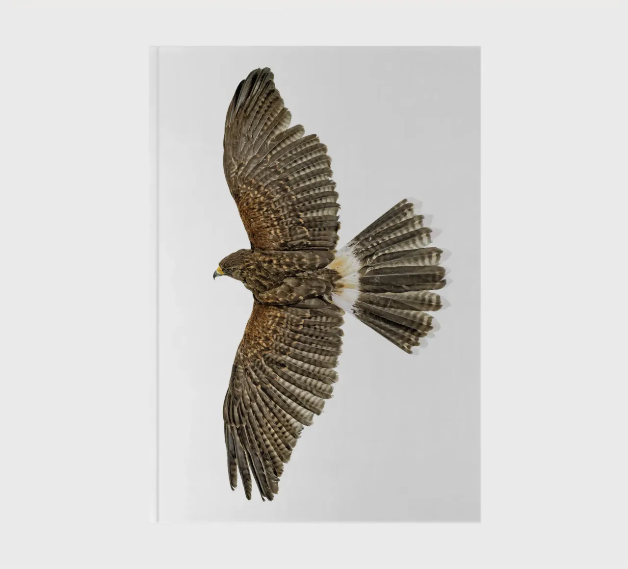 Soaring Eagle notebook by Curious Collections by Marielle Leenders