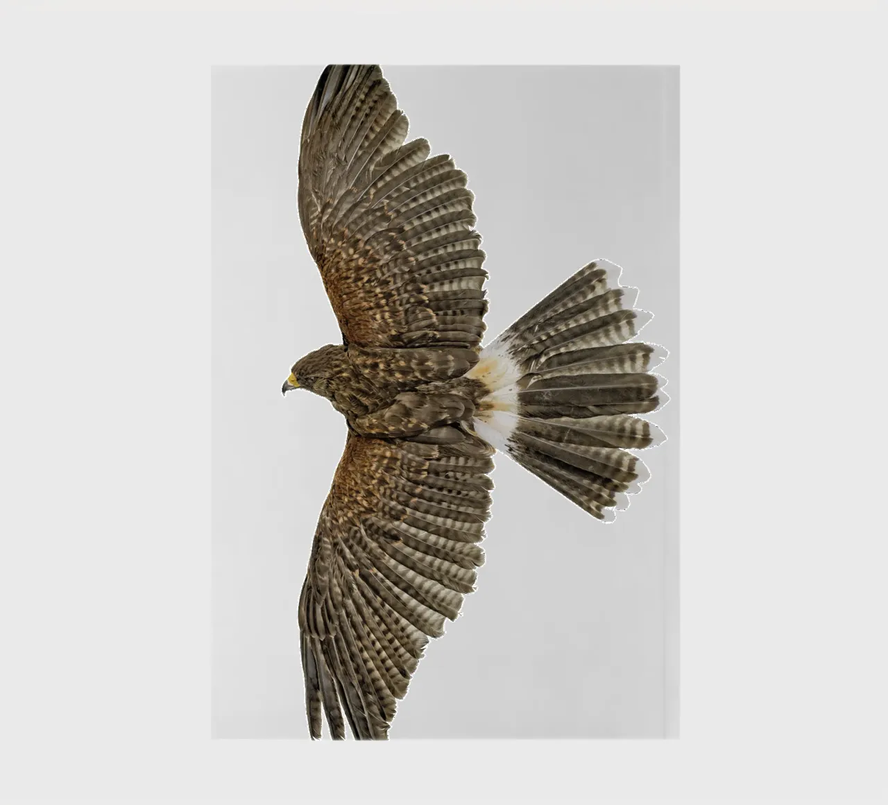 Soaring Eagle notebook by Curious Collections by Marielle Leenders