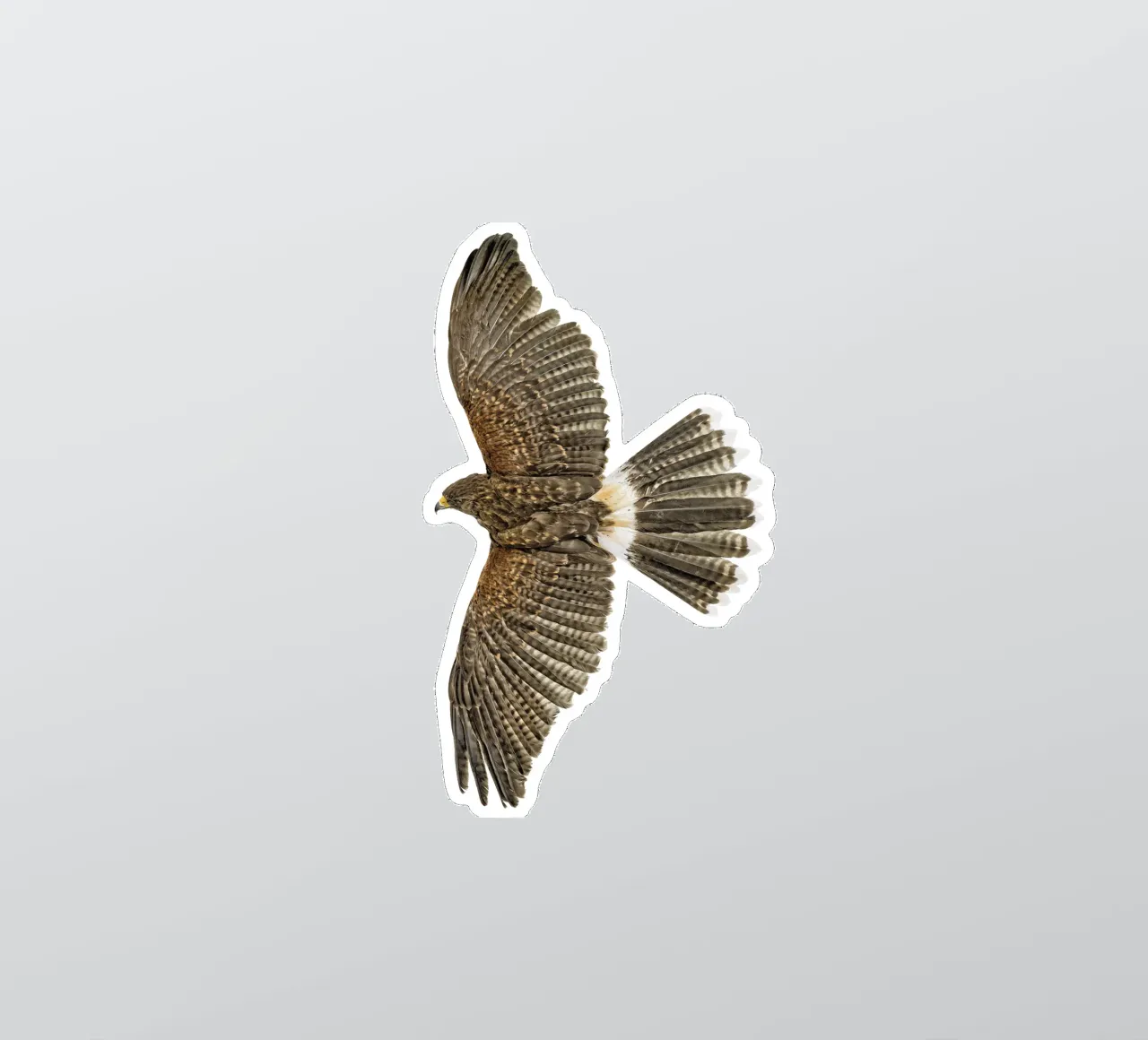 Soaring Eagle sticker by Curious Collections by Marielle Leenders