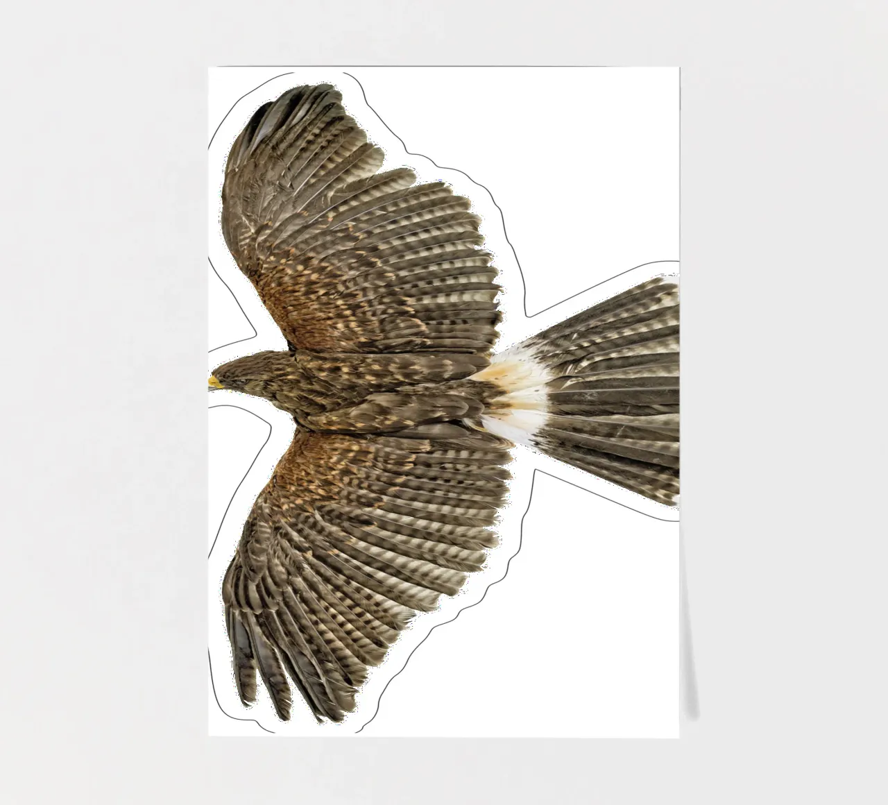 Soaring Eagle sticker sheet by Curious Collections by Marielle Leenders