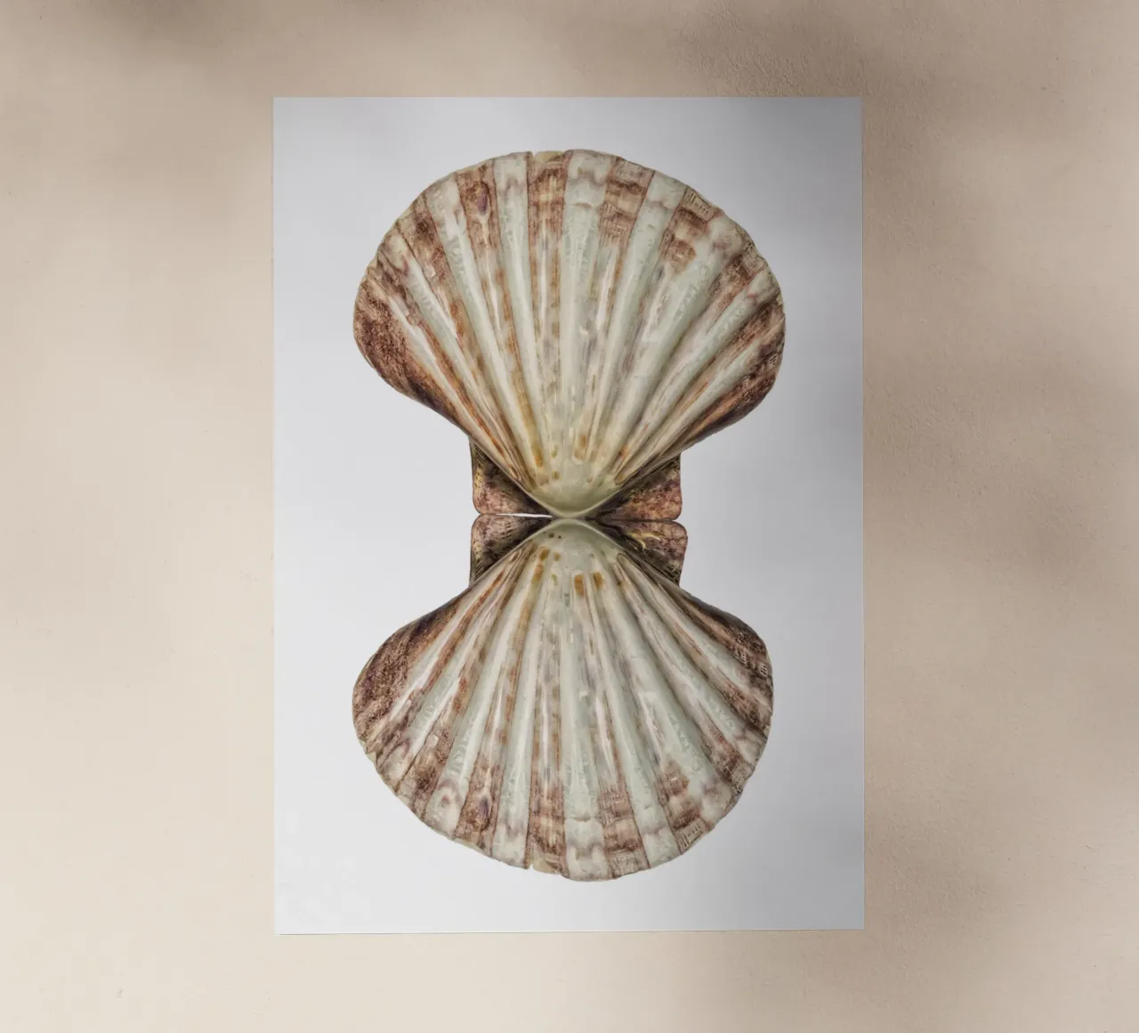 Conchiglia di Venere pellicola backlit da Curious Collections by Marielle Leenders