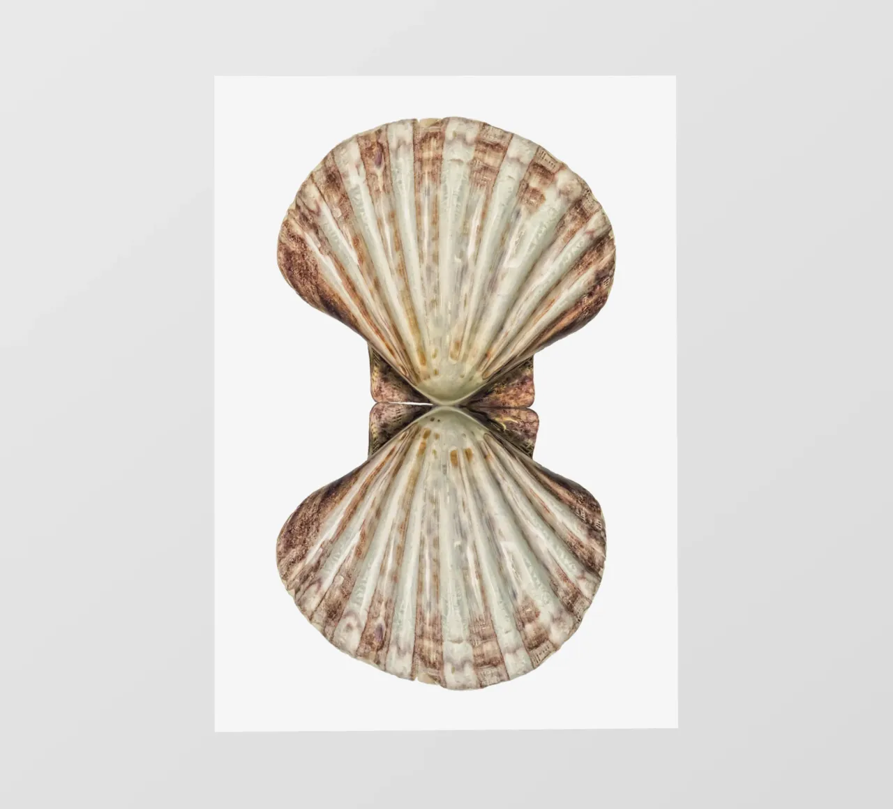 Conchiglia di Venere pellicola backlit da Curious Collections by Marielle Leenders