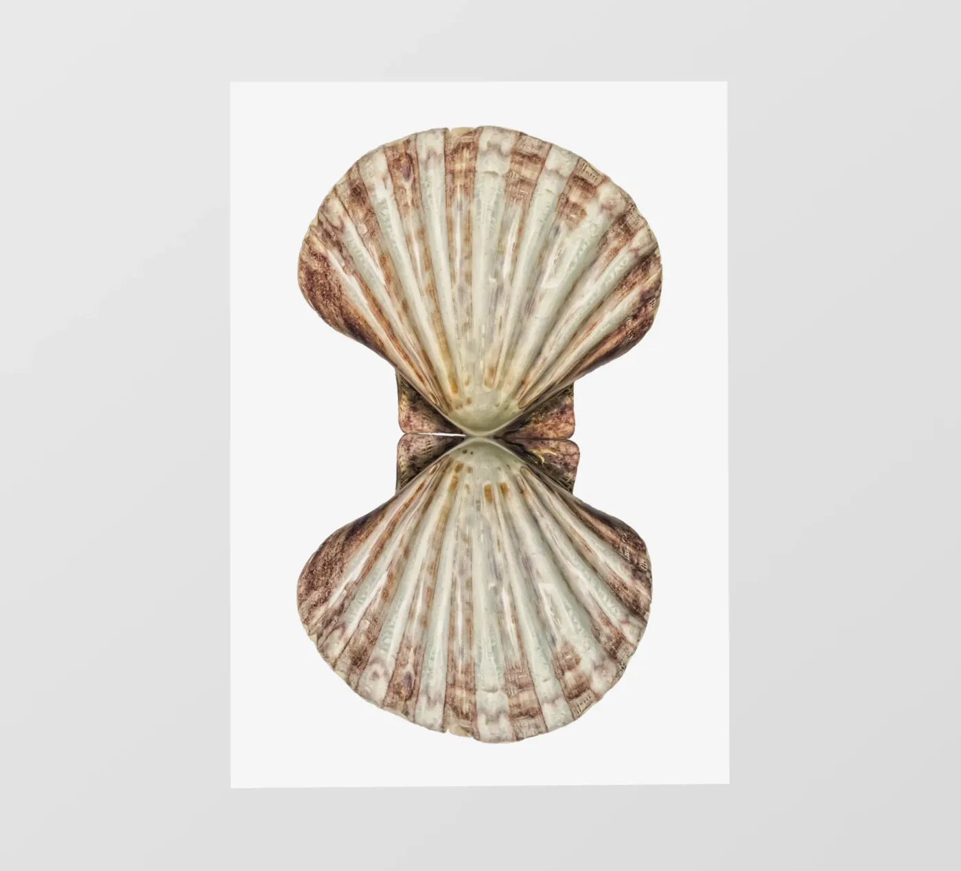 Venus Shell backlit folie van Curious Collections by Marielle Leenders