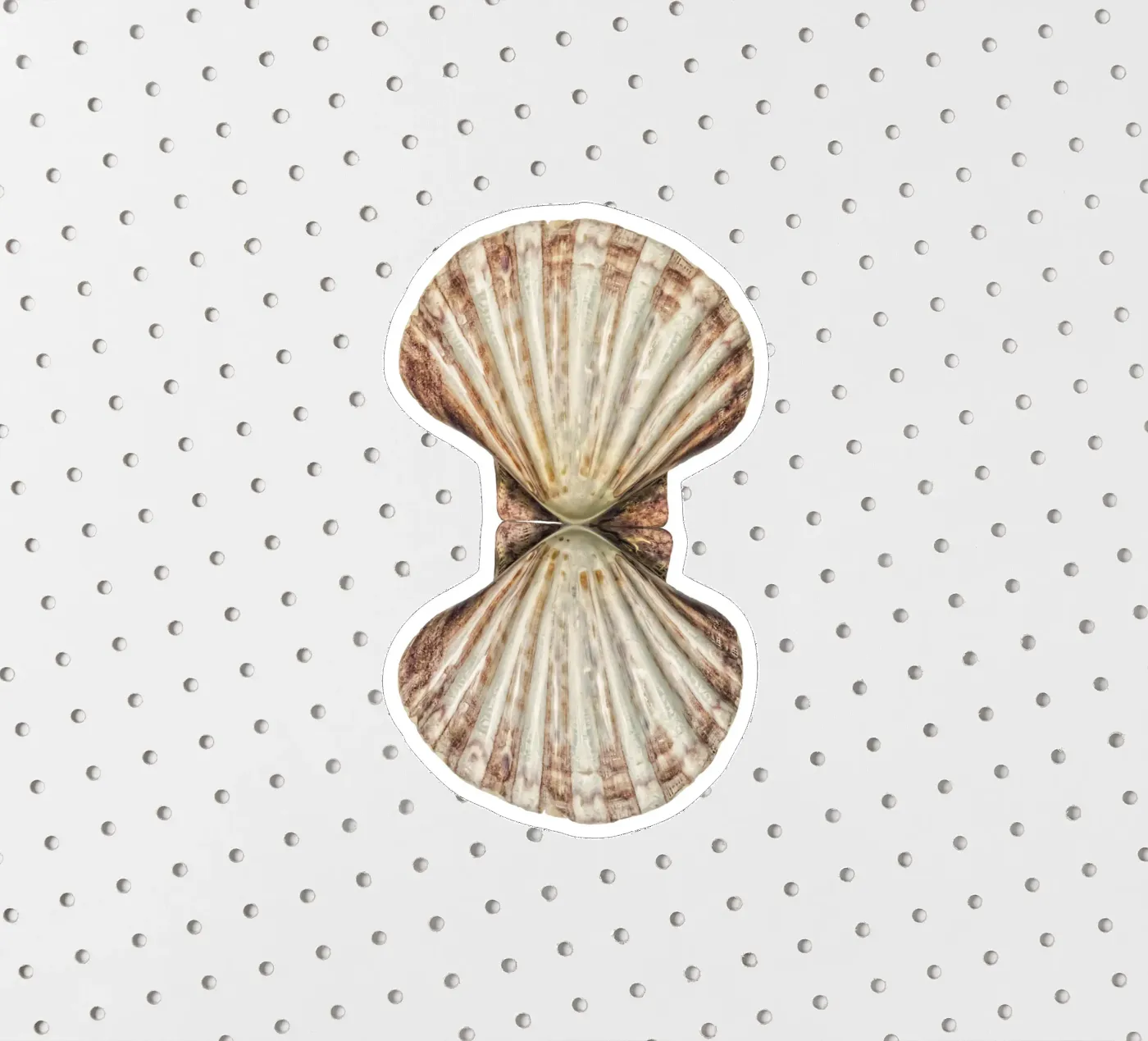Venus Shell sticker by Curious Collections by Marielle Leenders