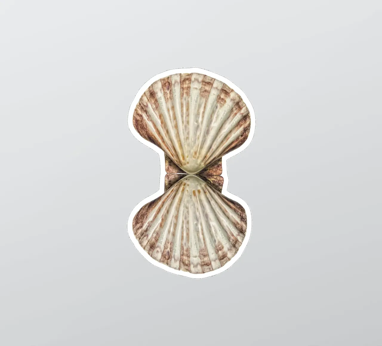 Venus Shell sticker by Curious Collections by Marielle Leenders
