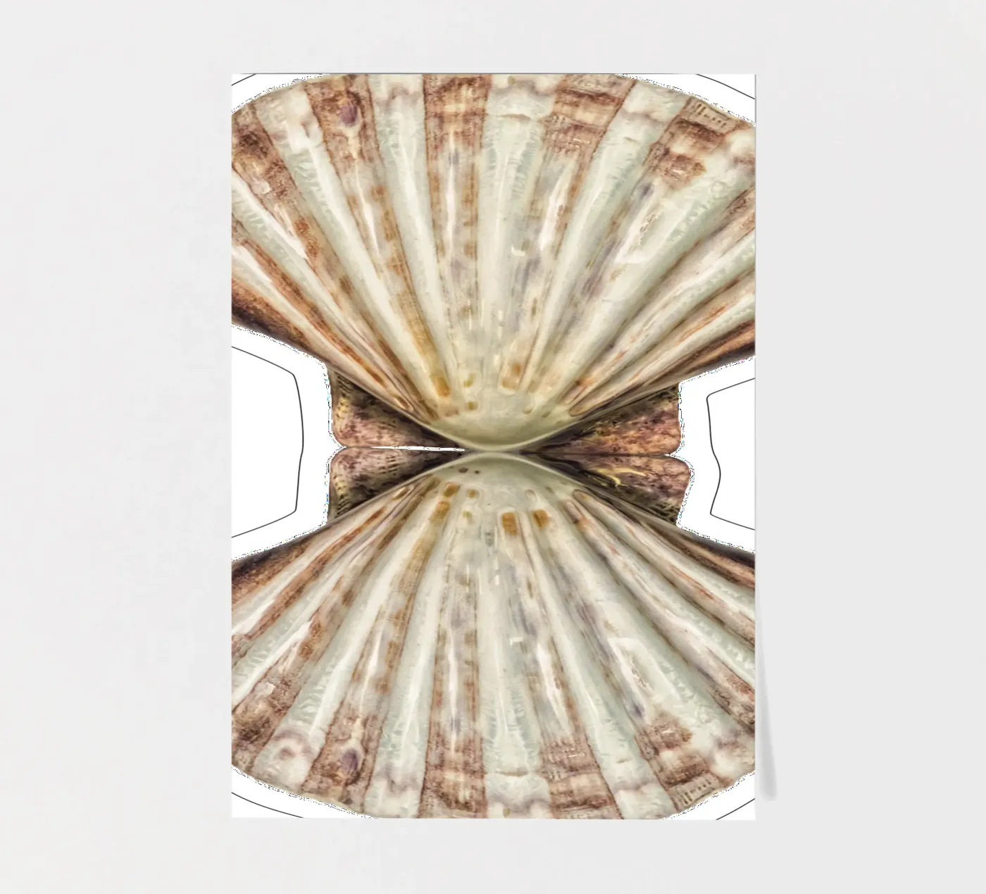 Venus Shell sticker sheet by Curious Collections by Marielle Leenders