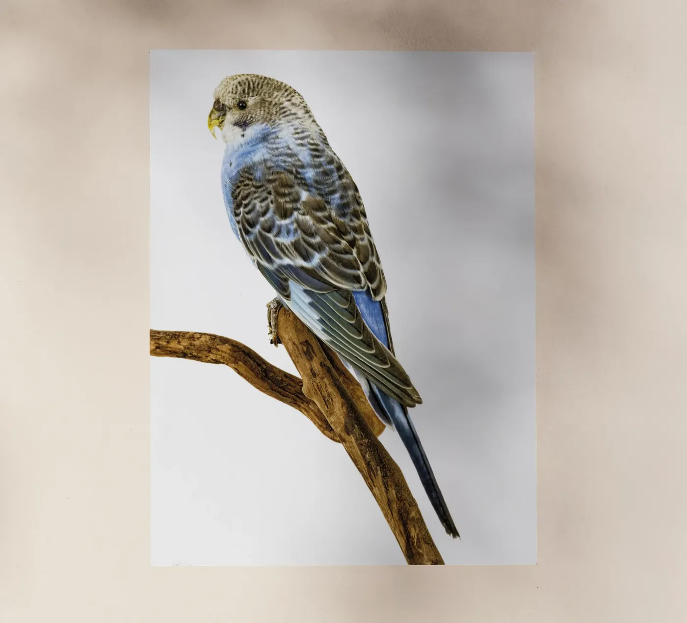 Parakeets pellicola backlit da Curious Collections by Marielle Leenders