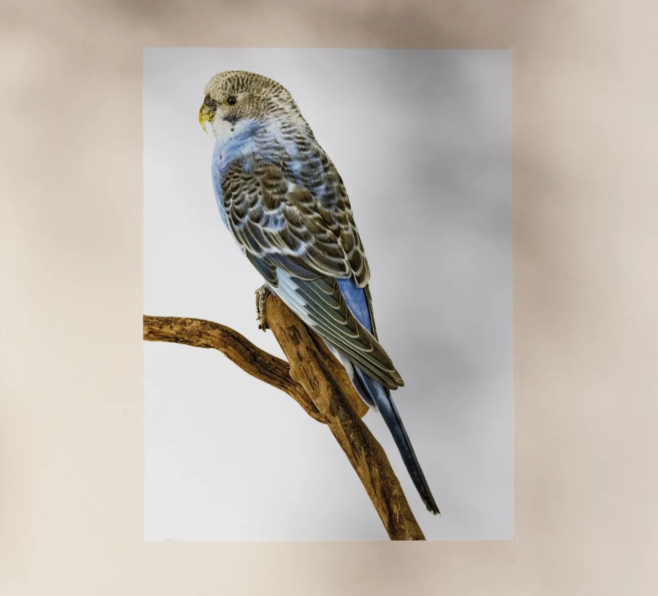 Pappagallini pellicola backlit da Curious Collections by Marielle Leenders