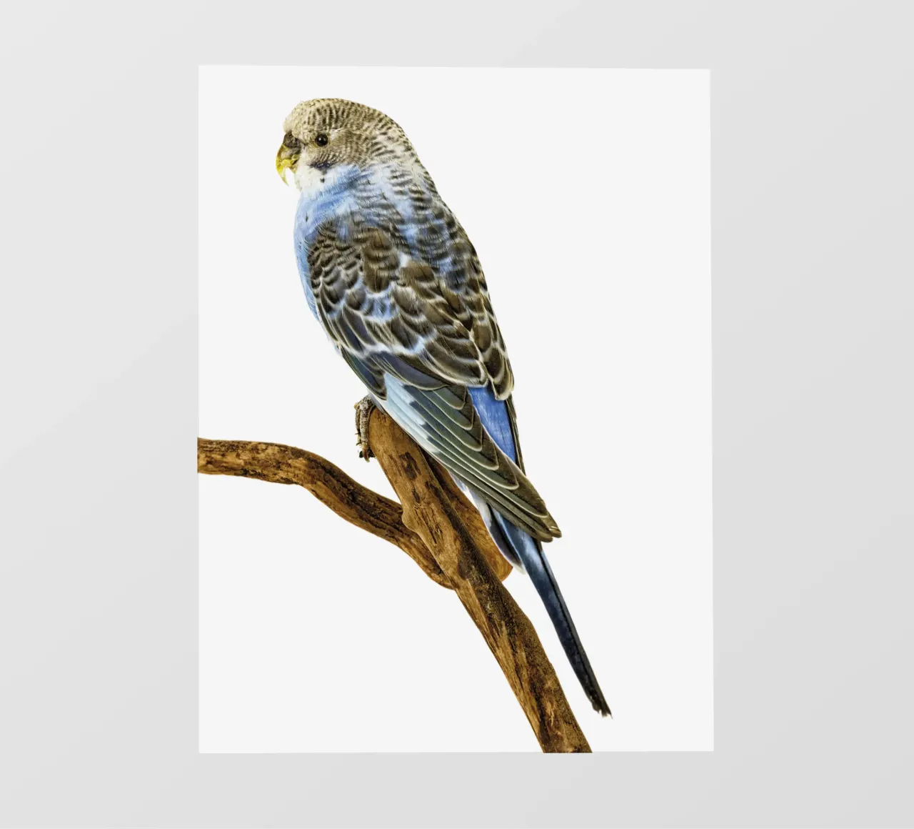 Parkieten fotobehang van Curious Collections by Marielle Leenders