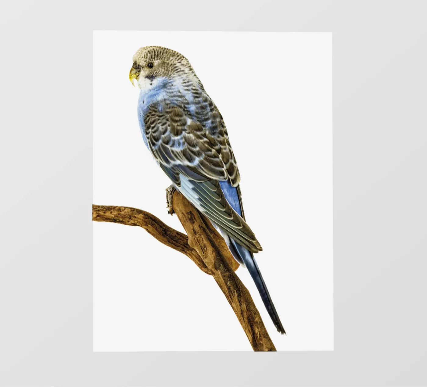 Parakeets pvc cover by Curious Collections by Marielle Leenders