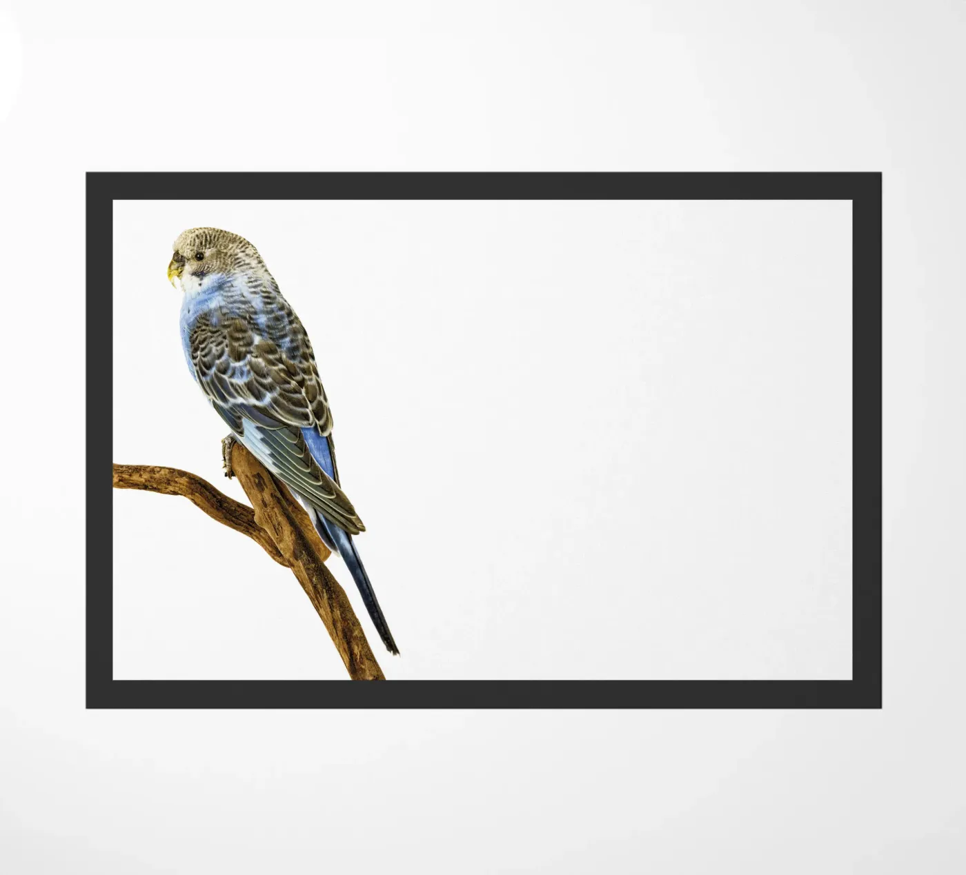 Pappagallini zerbino da Curious Collections by Marielle Leenders